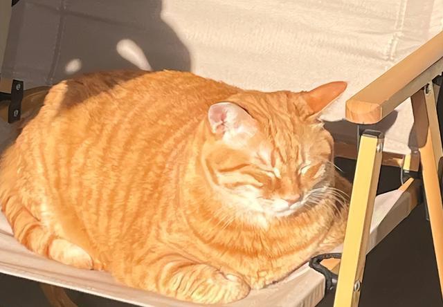 公认最好养活的“5”种招财猫,新手养了也旺家,你选对了吗?