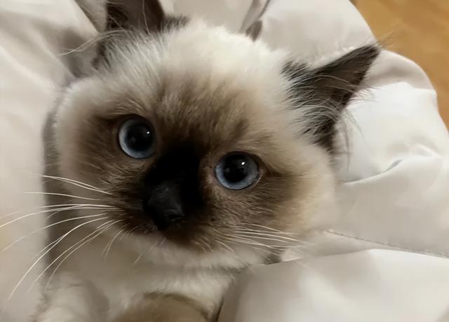 公认最好养活的“5”种招财猫,新手养了也旺家,你选对了吗?