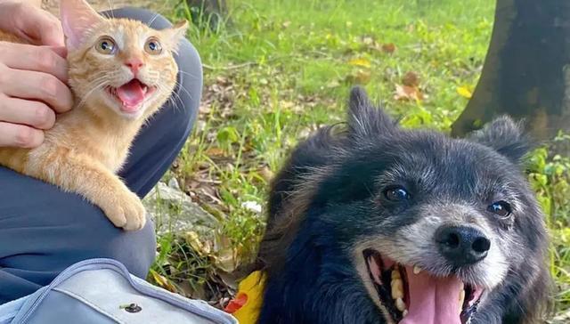 养“猫”从小就要多折腾！不然长大了很有可能折腾你！