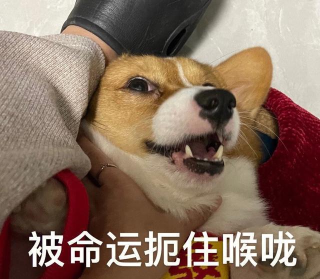 盘点柯基的7大种性格属性,每一种都能笑死人