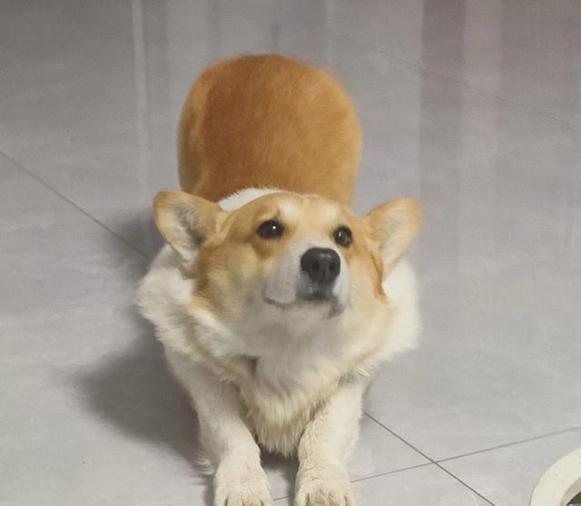 盘点柯基的7大种性格属性,每一种都能笑死人