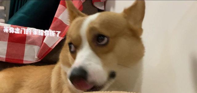 盘点柯基的7大种性格属性,每一种都能笑死人