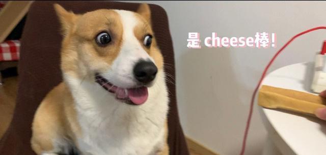 盘点柯基的7大种性格属性,每一种都能笑死人