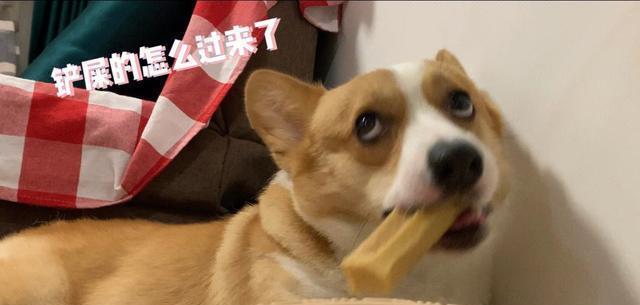 盘点柯基的7大种性格属性,每一种都能笑死人