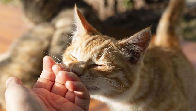 经常摸猫猫的“脑袋”，在猫眼里，它是这么想的