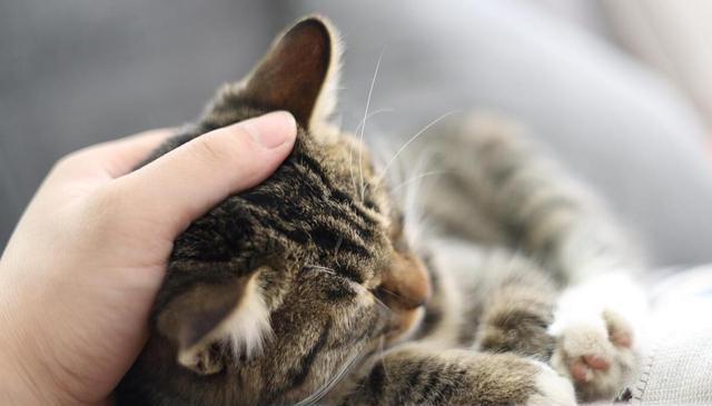 经常摸猫猫的“脑袋”,在猫眼里,它是这么想的