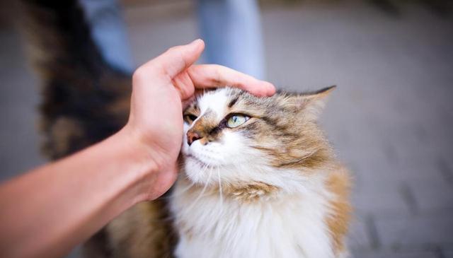 经常摸猫猫的“脑袋”,在猫眼里,它是这么想的