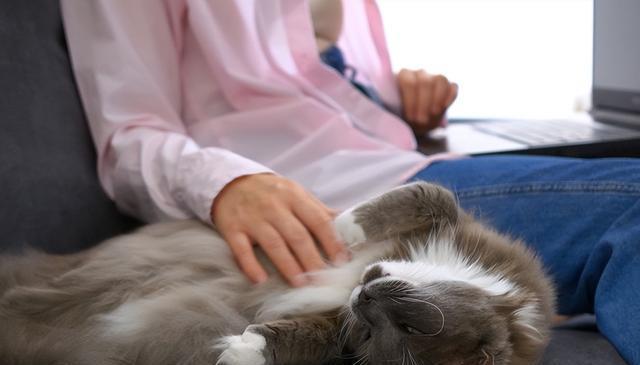 猫在你身边“咕隆”的秘密:4种心情和应对方法,让你们更亲近!