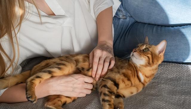 猫在你身边“咕隆”的秘密:4种心情和应对方法,让你们更亲近!