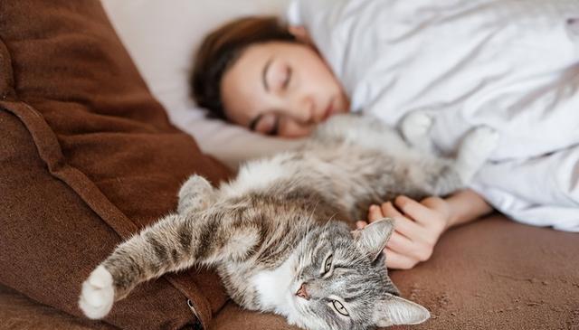 猫在你身边“咕隆”的秘密:4种心情和应对方法,让你们更亲近!