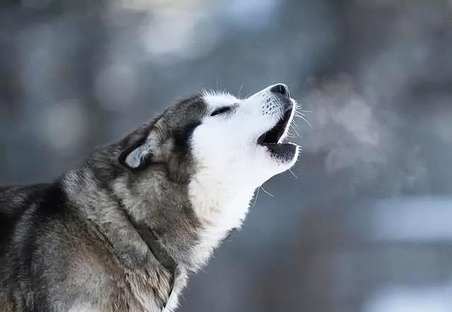 狗狗“想念”你的7种举动，中3个以上，你都可以偷笑了