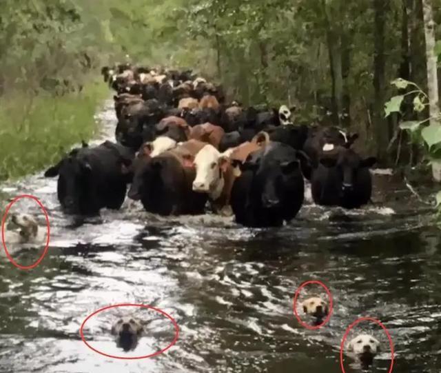 牧羊犬是天生就会牧羊吗?