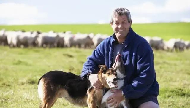 牧羊犬是天生就会牧羊吗?