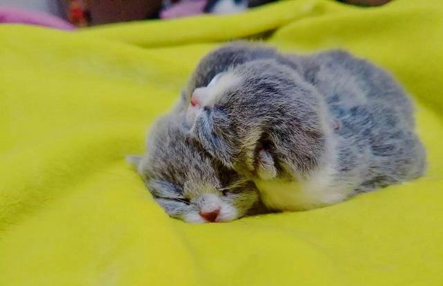 猫咪与孕妇：一种奇妙的共同成长