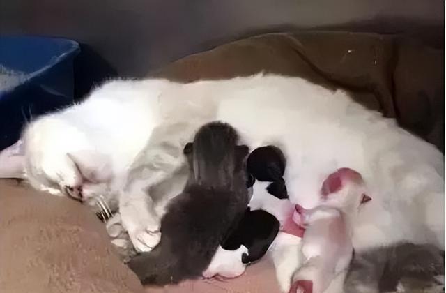 猫咪与孕妇:一种奇妙的共同成长