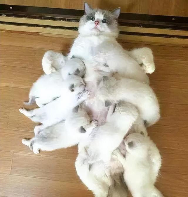 猫咪与孕妇:一种奇妙的共同成长