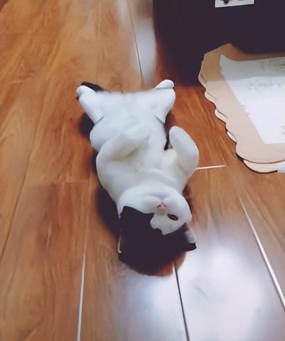 猫咪与孕妇:一种奇妙的共同成长