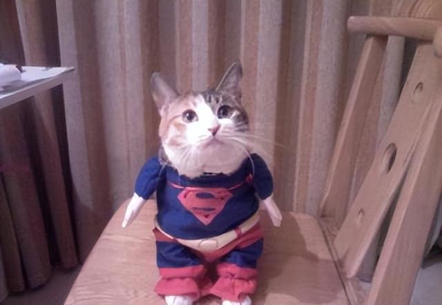 猫咪与孕妇:一种奇妙的共同成长