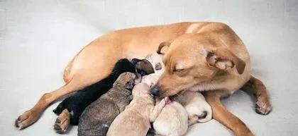 为什么我的狗舔我?也许它不舒服了