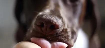 为什么我的狗舔我?也许它不舒服了