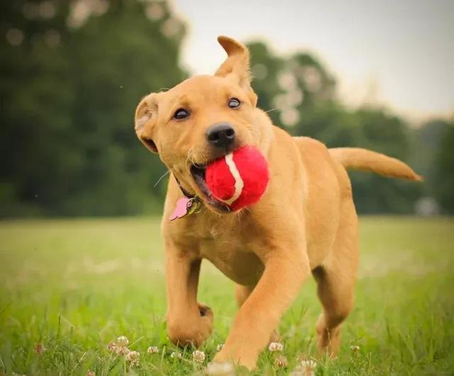 为什么我的狗舔我?也许它不舒服了