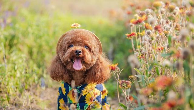 泰迪“躺下打滚”，有这8个意思，很多宠主还不懂！