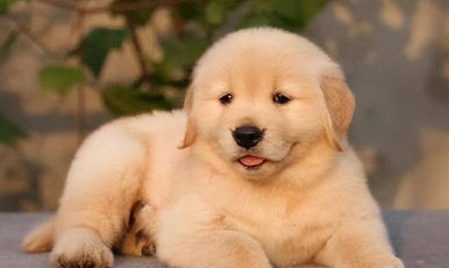 让金毛毛发焕发光彩——养毛秘籍大公开