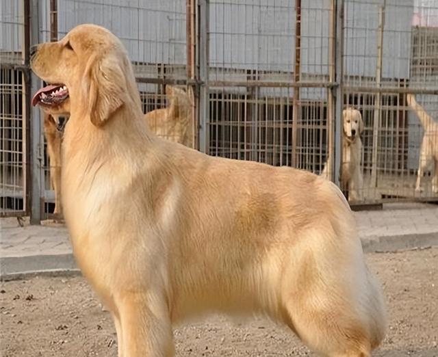 让金毛毛发焕发光彩——养毛秘籍大公开