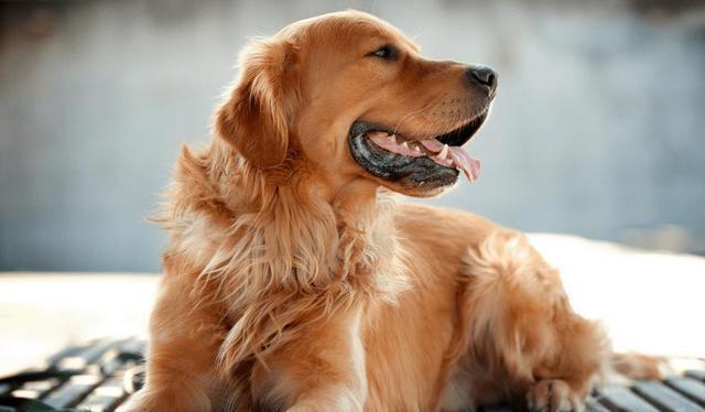 让金毛毛发焕发光彩——养毛秘籍大公开