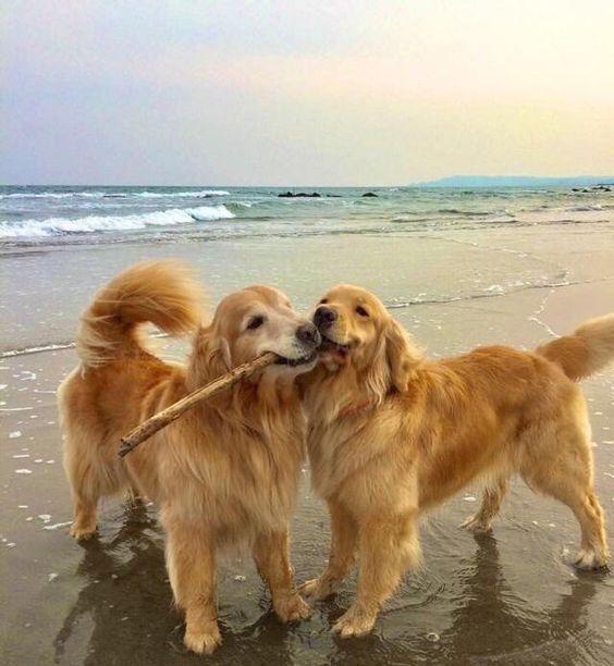 让金毛毛发焕发光彩——养毛秘籍大公开