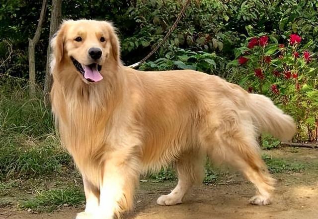 让金毛毛发焕发光彩——养毛秘籍大公开