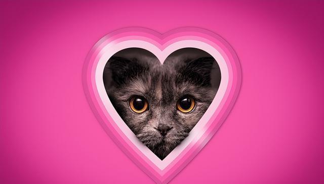 猫奴必知！俘虏猫咪的四大神秘物品，让你成为猫奴中的王者！