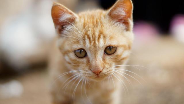 猫咪八大常见病有哪些？日常怎么预防？