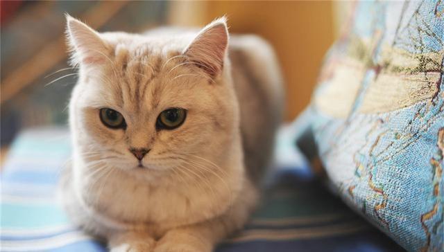 猫咪八大常见病有哪些?日常怎么预防?