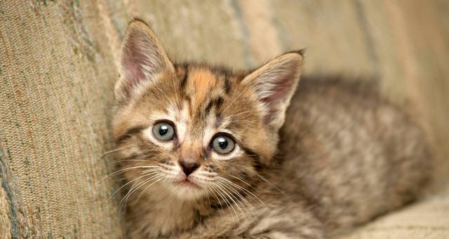 猫咪八大常见病有哪些?日常怎么预防?