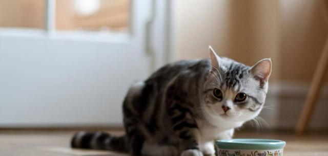 猫咪八大常见病有哪些?日常怎么预防?