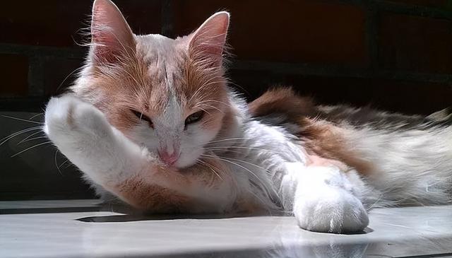 猫咪八大常见病有哪些?日常怎么预防?