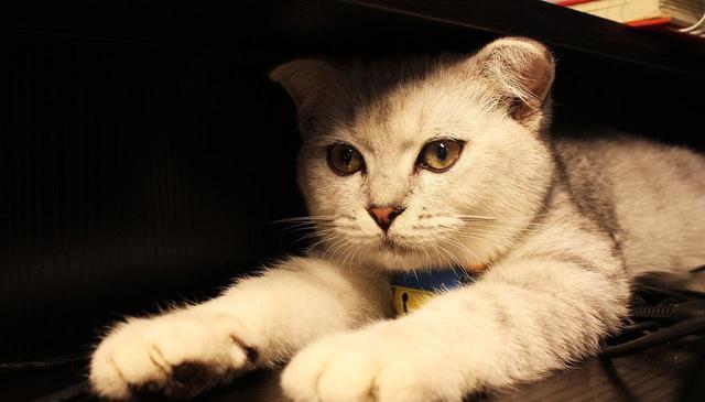 猫咪八大常见病有哪些?日常怎么预防?