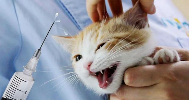 猫咪八大常见病有哪些?日常怎么预防?