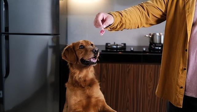 狗直立行走，原因竟然是这样！快看你家狗狗中招没