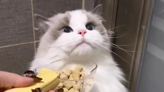 像猫一样生活，做自己的主人，你就拥有了无限快乐