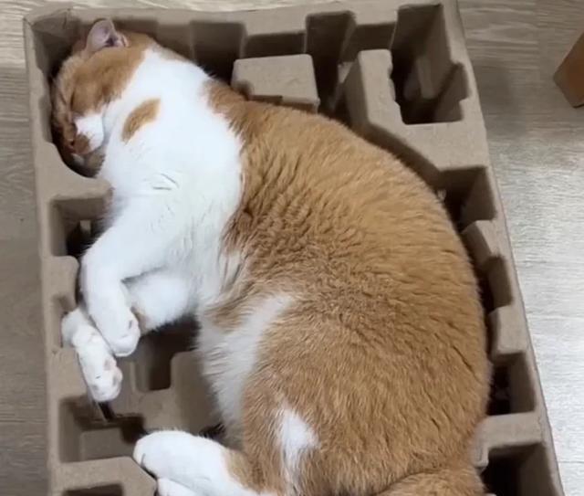 像猫一样生活,做自己的主人,你就拥有了无限快乐