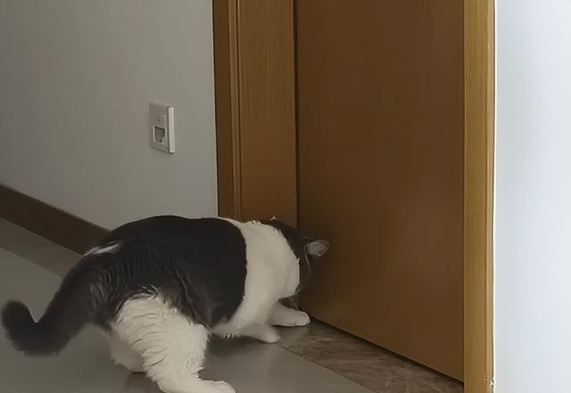 猫半夜挠门的“5”种求救信号，不只是想进门，主人别再大意了！