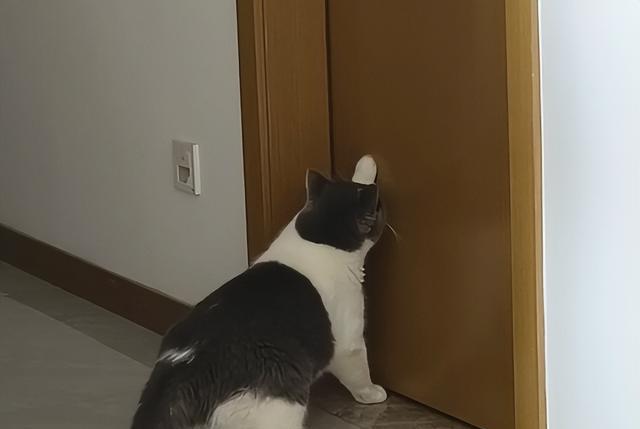 猫半夜挠门的“5”种求救信号,不只是想进门,主人别再大意了!