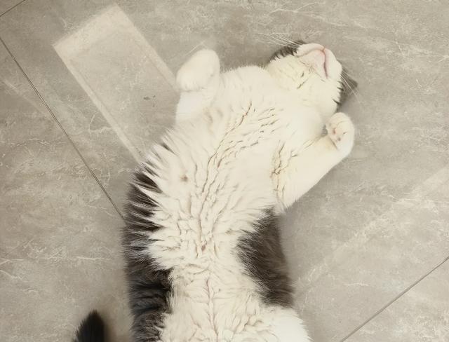 猫半夜挠门的“5”种求救信号,不只是想进门,主人别再大意了!