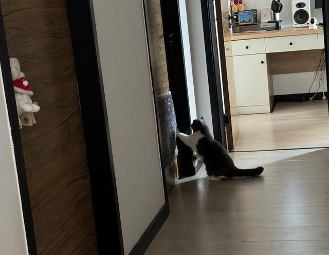 猫半夜挠门的“5”种求救信号,不只是想进门,主人别再大意了!