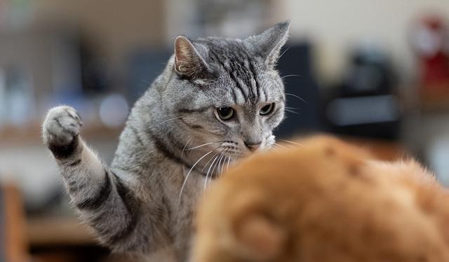 猫的迁怒行为：你中招了吗？教你如何应对爱猫的攻击