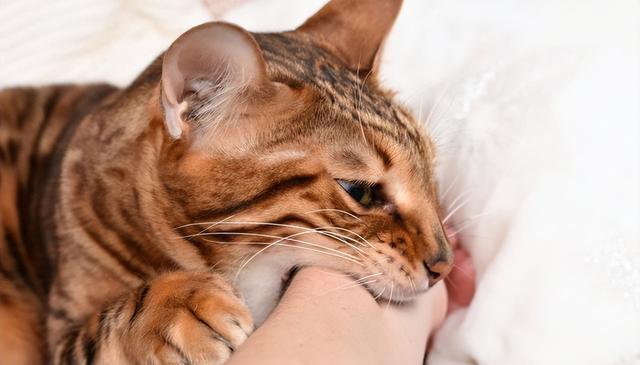 猫的迁怒行为:你中招了吗?教你如何应对爱猫的攻击