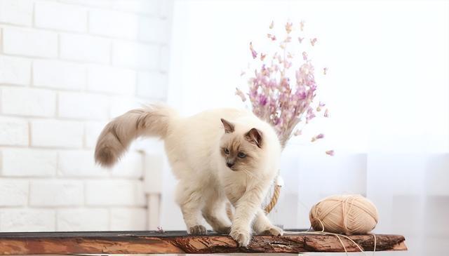猫的迁怒行为:你中招了吗?教你如何应对爱猫的攻击
