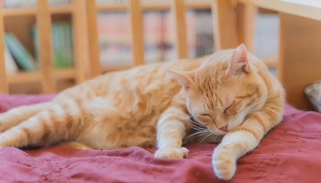 猫的迁怒行为:你中招了吗?教你如何应对爱猫的攻击